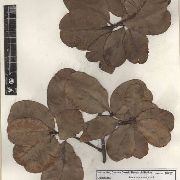 Mammea americana L.