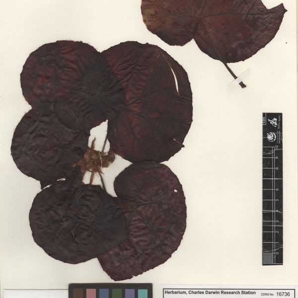Begonia × erythrophylla Neumann