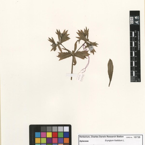 Eryngium foetidum L.