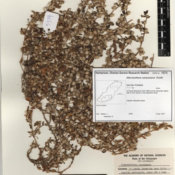 Alternanthera caracasana Kunth