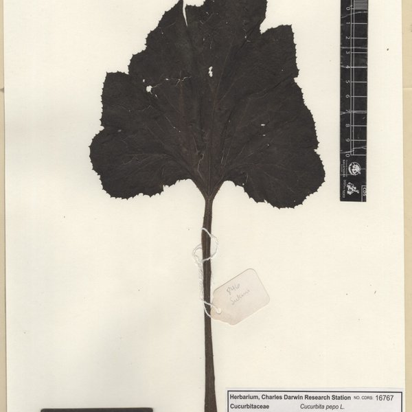 Cucurbita pepo L.