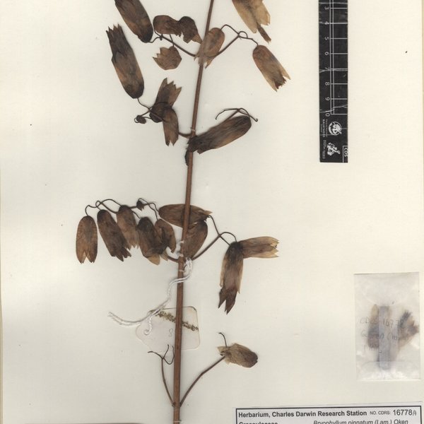 Kalanchoe pinnata (Lam.) Pers.