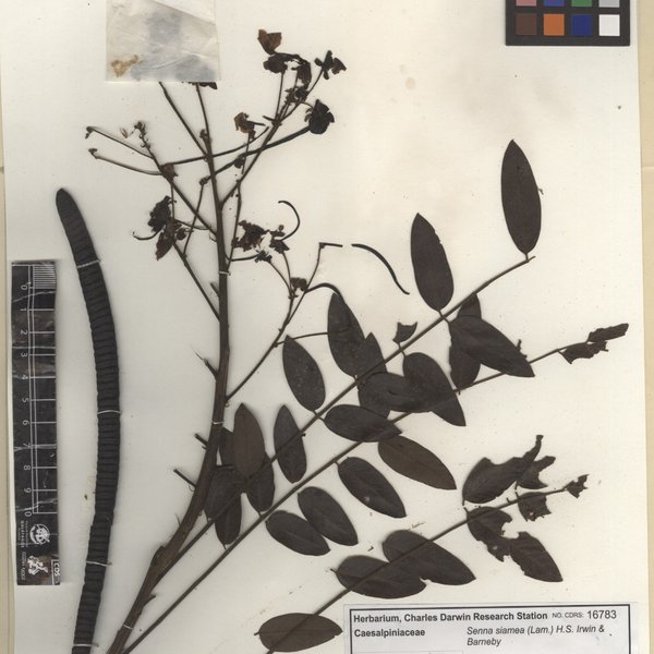 Senna spectabilis (DC.) H.S.Irwin & Barneby