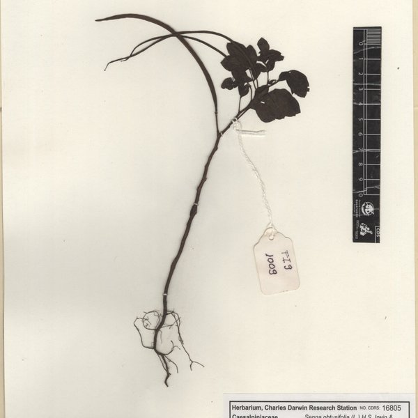 Senna obtusifolia (L.) H.S. Irwin & Barneby