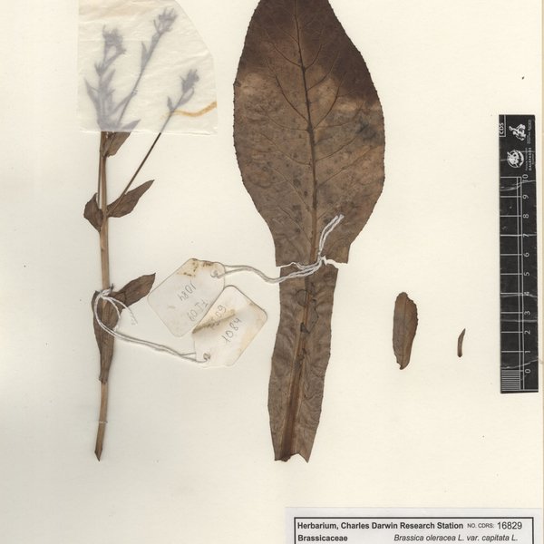 Brassica oleracea L.