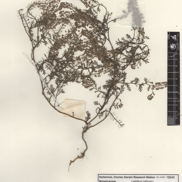 Lepidium sativum L.