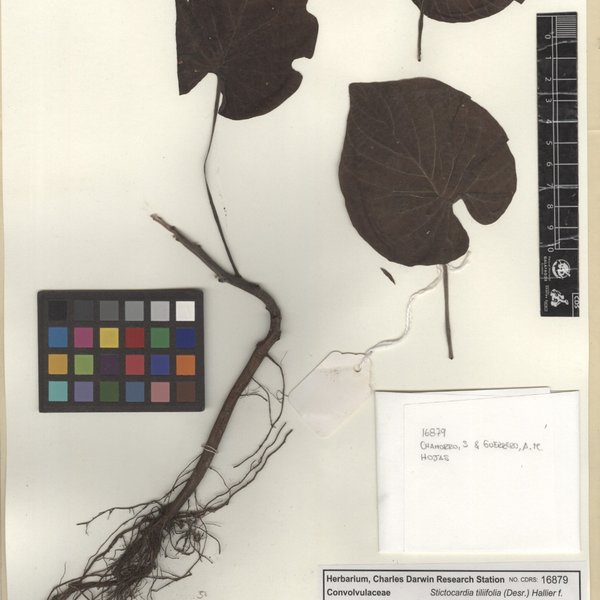 Ipomoea tiliifolia (Desr.) Roem. & Schult.
