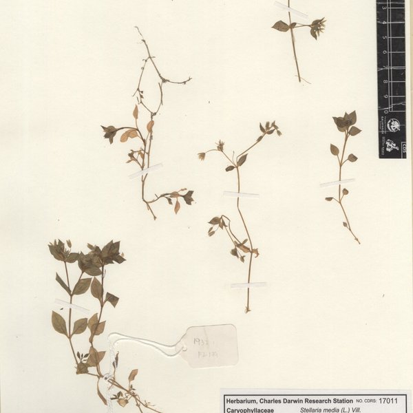 Stellaria media (L.) Vill.