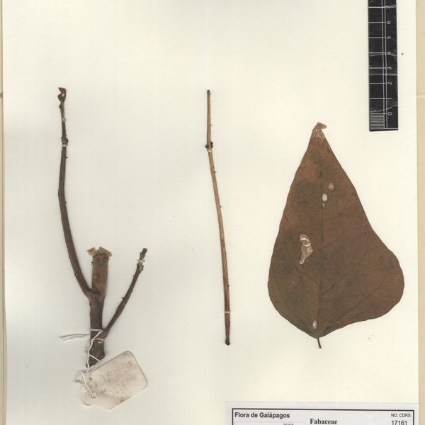 Erythrina corallodendron Herb. Madr. ex Wallich