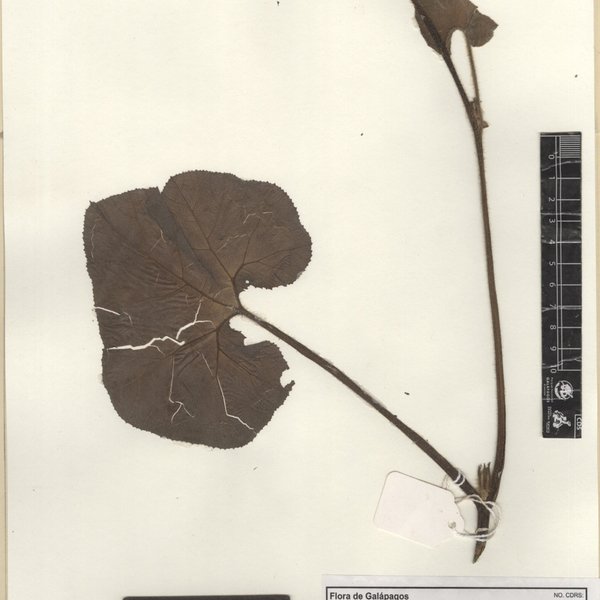 Cucurbita ficifolia Bouché