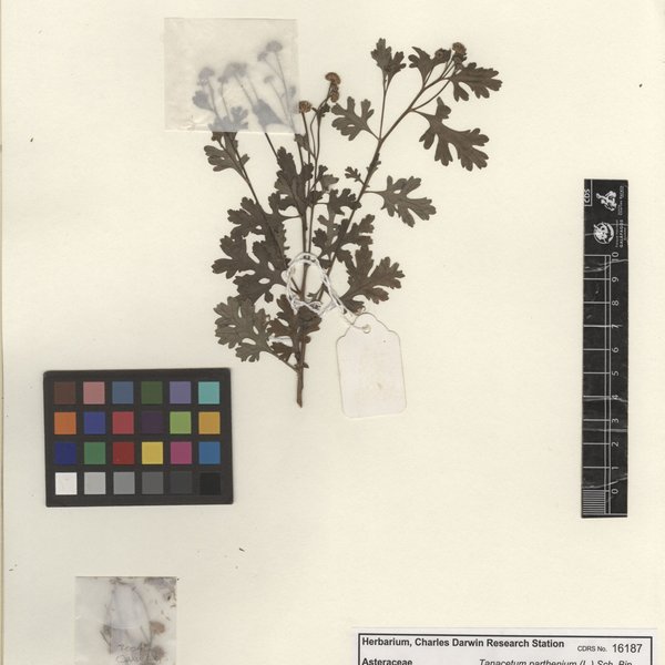 Alocasia macrorrhizos (L.) G. Don.