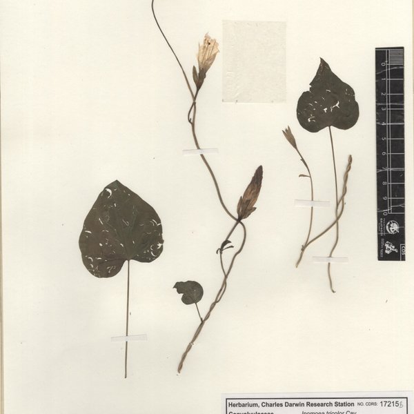 Ipomoea tricolor Cav.