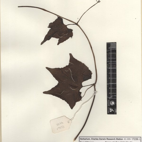 Sicana odorifera (Vell.) Naudin