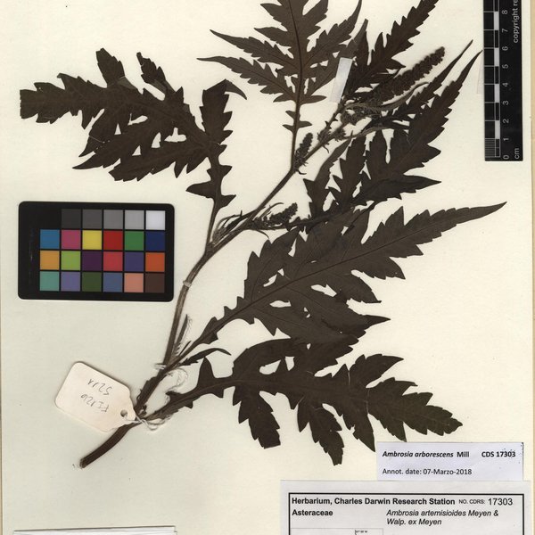 Ambrosia arborescens Mill.