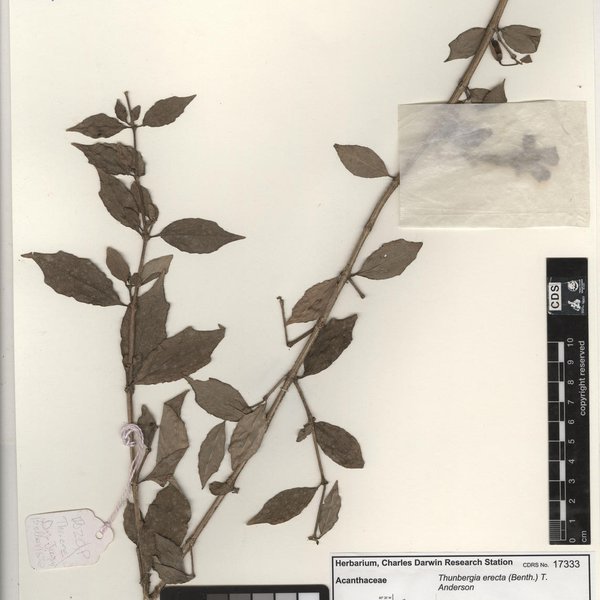 Thunbergia erecta (Benth.) T. Anderson