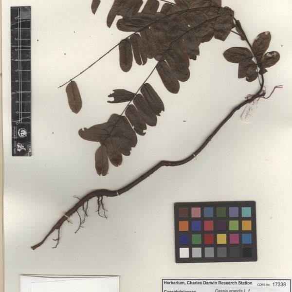 Cassia grandis L. f.