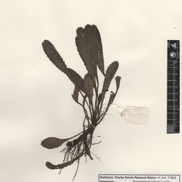 Chrysanthemum indicum L.