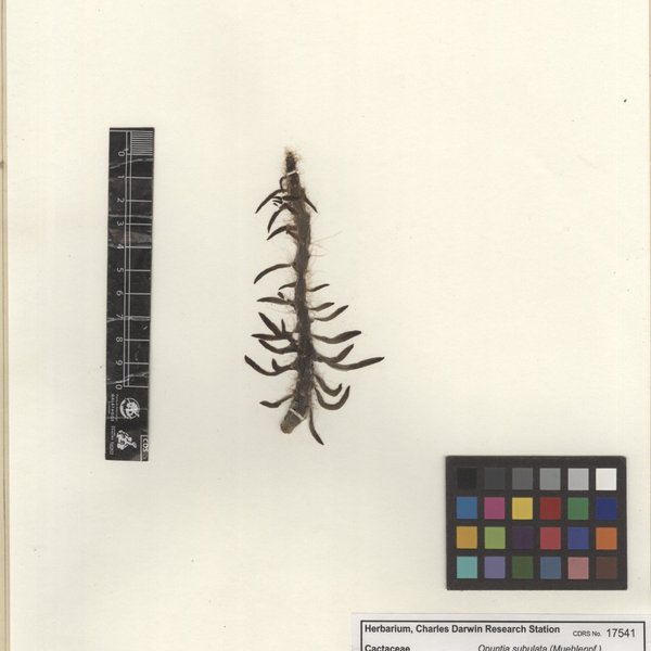 Austrocylindropuntia subulata (Muehlenpf.) Backeb.