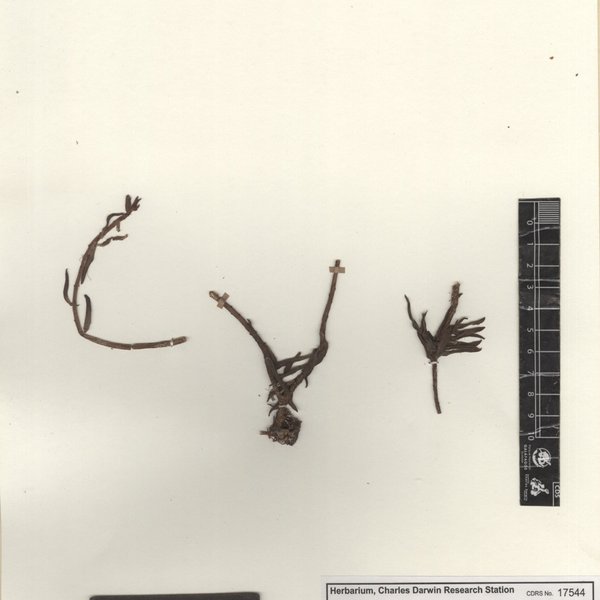 Sedum lineare Thunb.