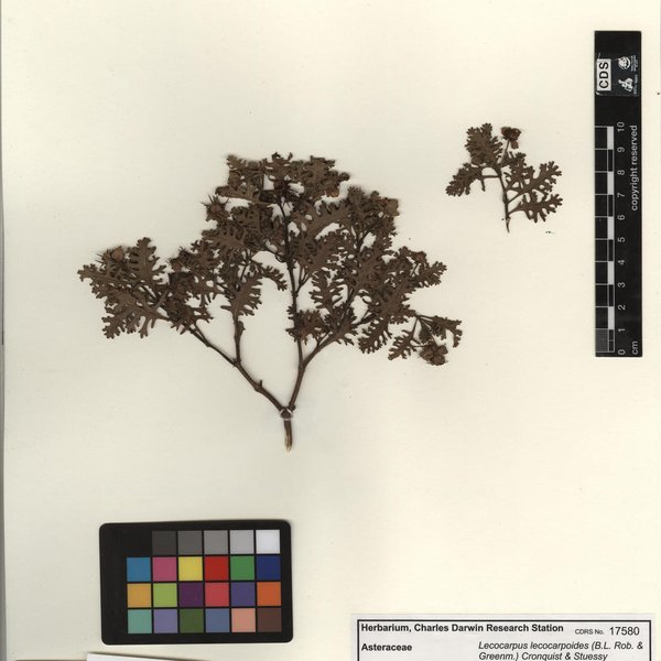 Lecocarpus lecocarpoides subsp. lecocarpoides