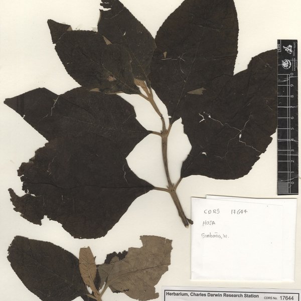 Buddleja americana L.