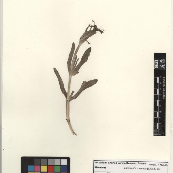 Lampranthus aureus (L.) N.E. Br.