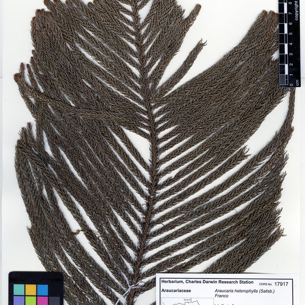 Araucaria heterophylla (Salisb.) Franco