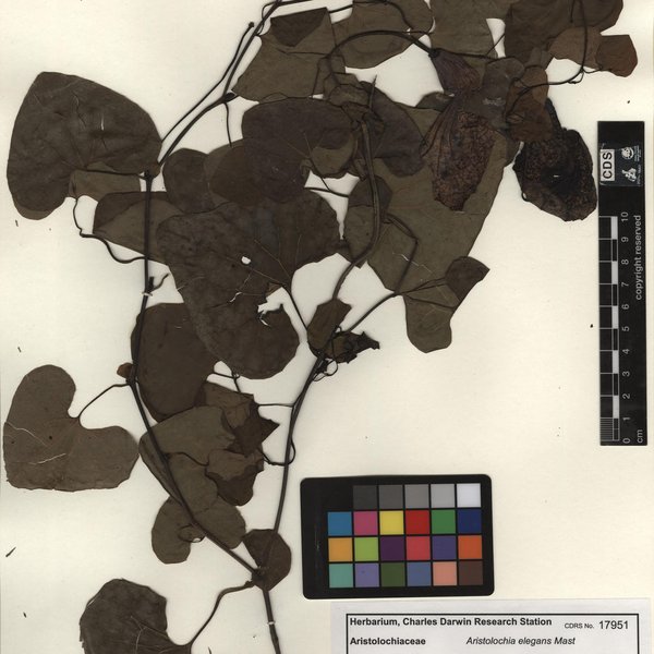Aristolochia elegans Mast