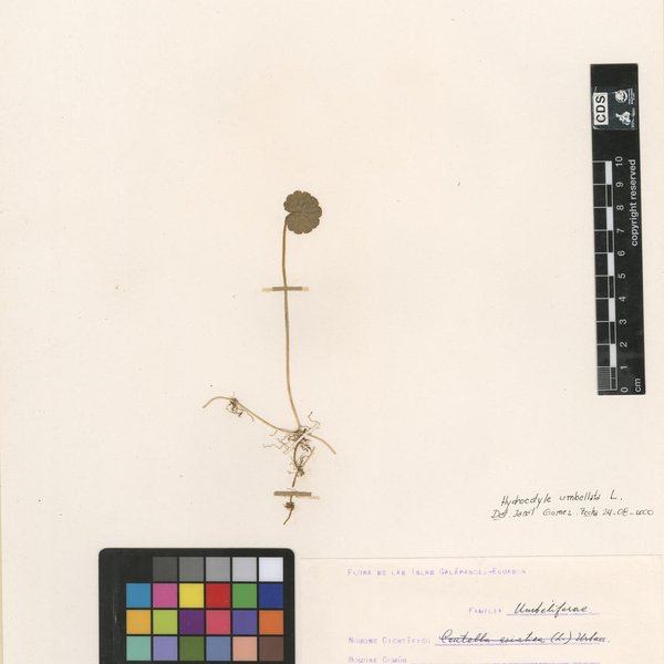 Hydrocotyle umbellata L.