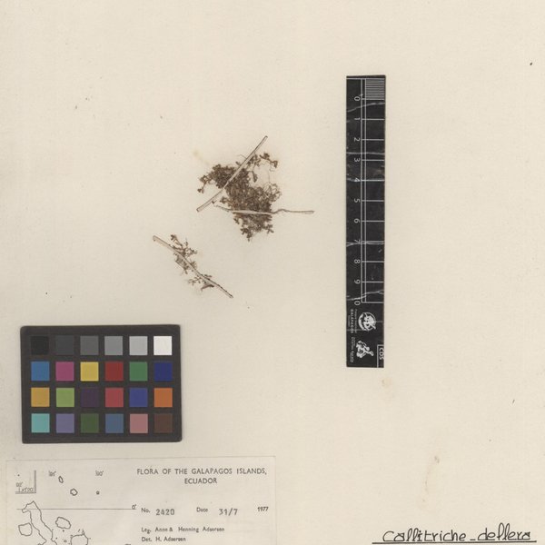Callitriche deflexa A. Braun ex Hegelm.