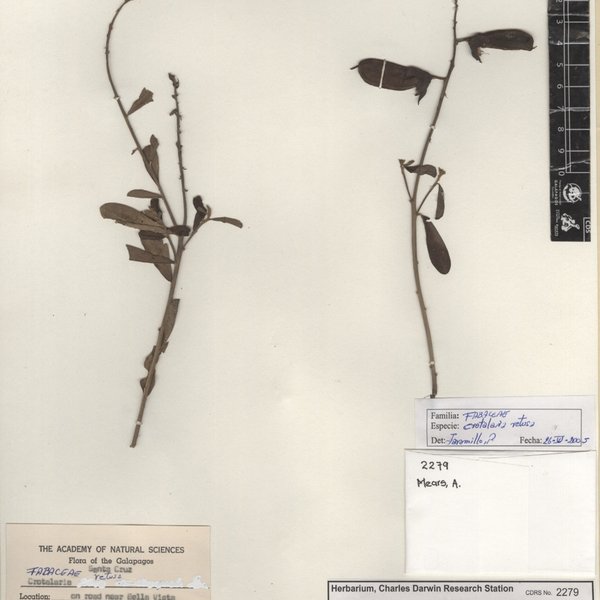 Crotalaria retusa L.