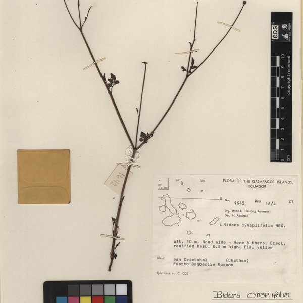 Bidens cynapiifolia Kunth