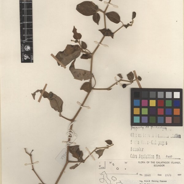 Capsicum galapagoense Hunz.