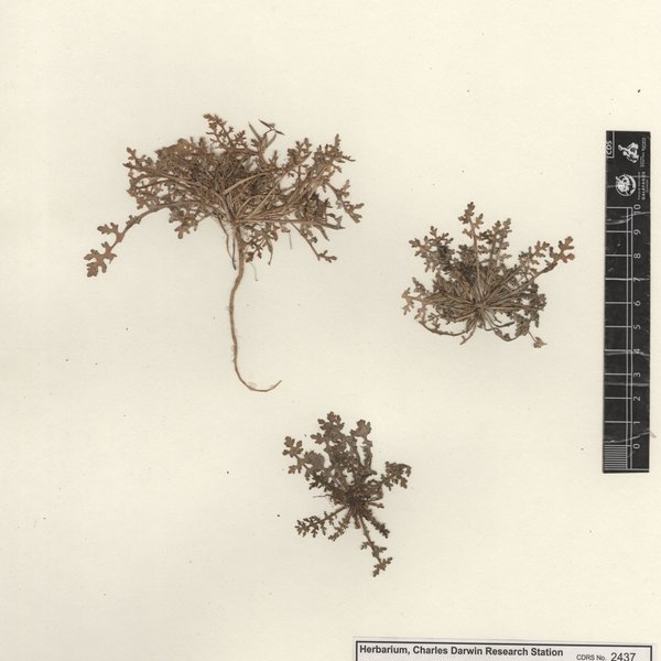 Rorippa nana (Schltdl.) J.F. Macbr.