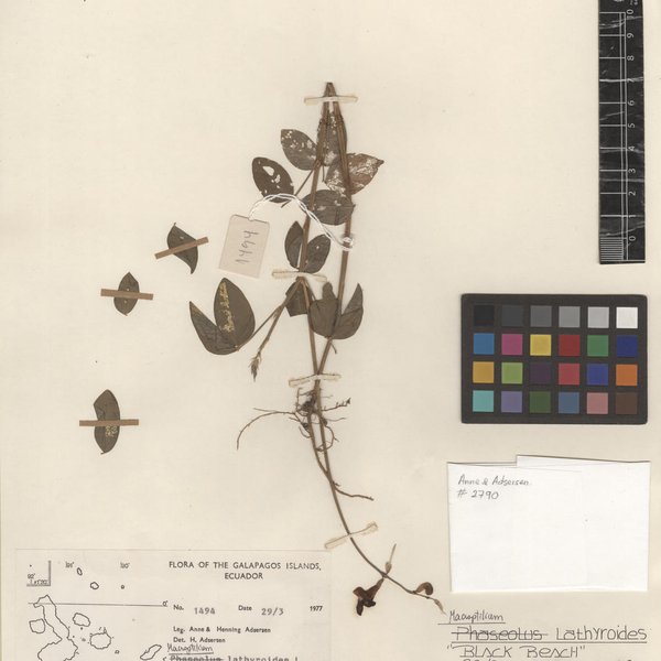 Macroptilium lathyroides (L.) Urb.