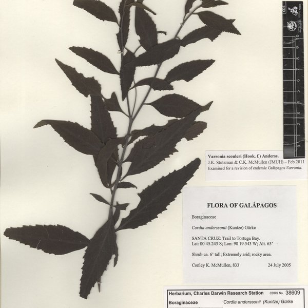 Physcia sorediosa (Vain.) Lynge