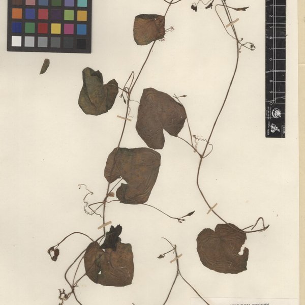 Rytidostylis carthagenensis var. cordatum (Hook. f.) Svenson