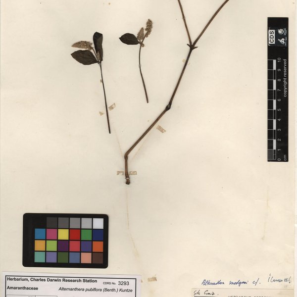 Alternanthera pubiflora (Benth.) Kuntze