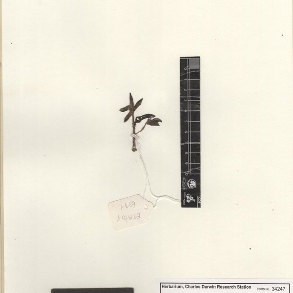 Graptopetalum paraguayense (N.E.Br.) E. Walther