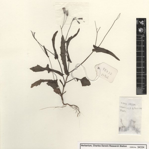 Emilia sonchifolia (L.) D.C.