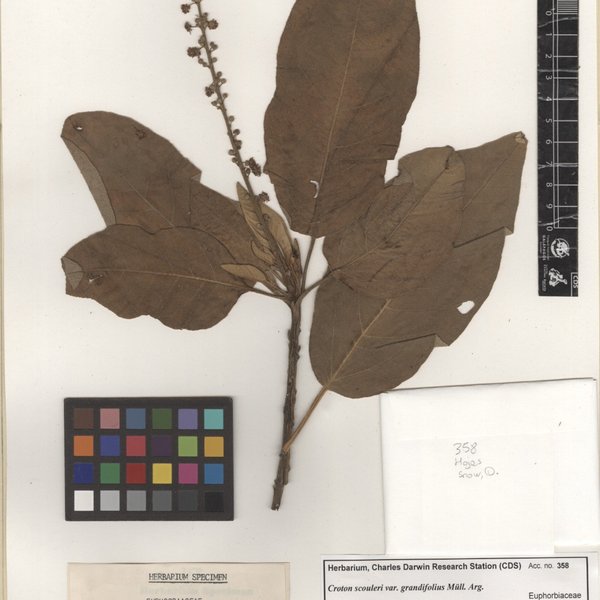 Croton scouleri var. grandifolius Müll. Arg.