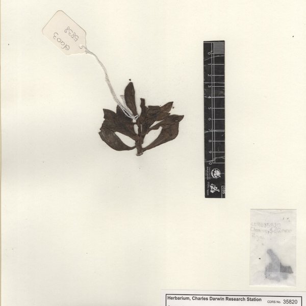 Echeveria pulvinata Rose