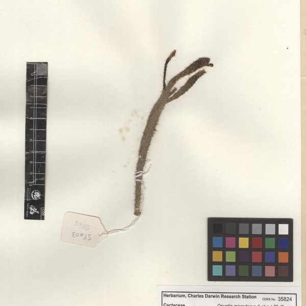 Opuntia microdasys (Lehm.) Pfeiff.
