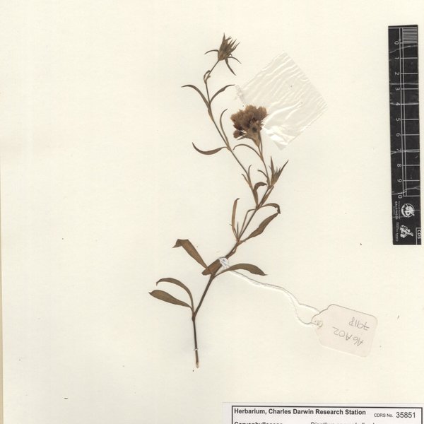 Dianthus caryophyllus L.