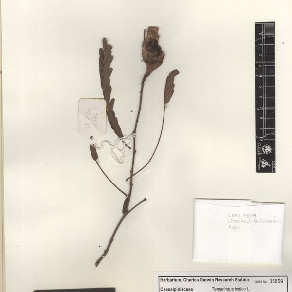 Tamarindus indica L.
