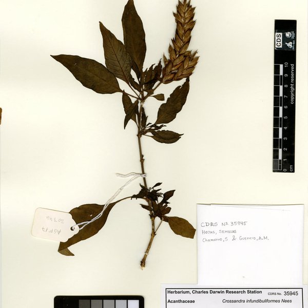 Crossandra infundibuliformes Nees