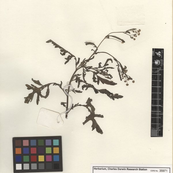 Parthenium hysterophorus L.