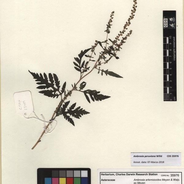 Ambrosia peruviana Willd.