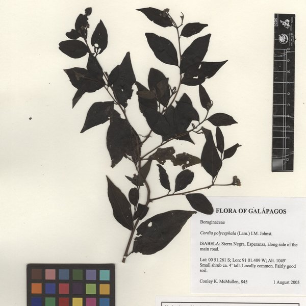 Codiaeum variegatum (L.) Rumph. ex A. Juss.