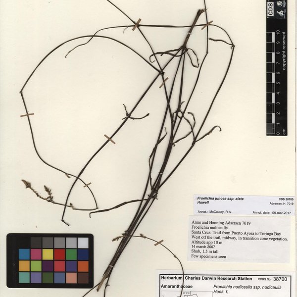 Froelichia juncea subsp. alata Howell